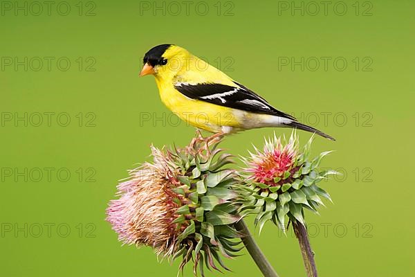 American Goldfinch