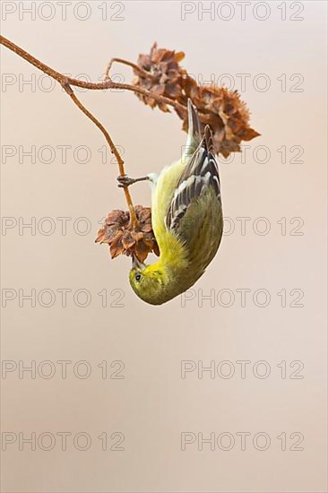 American Goldfinch