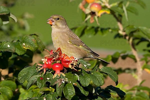 European greenfinch