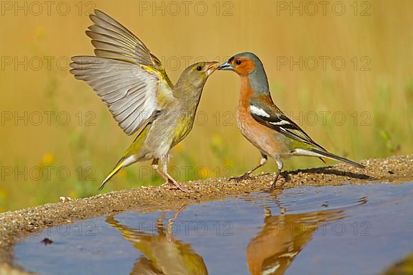 European Greenfinch