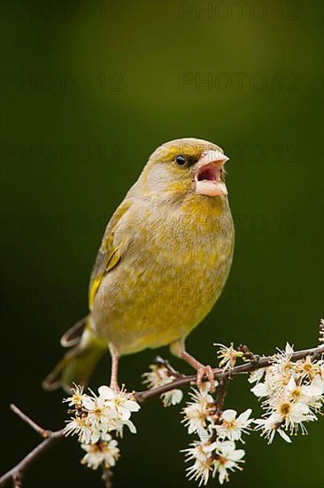 Greenfinch