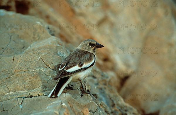 Snow Finch