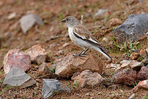 White-winged Snowfinch