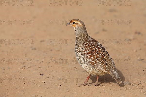 Grey grey francolin