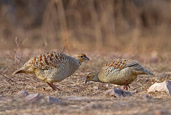 Grey grey francolin