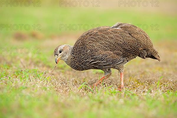 Cape Francolin