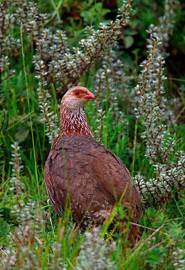 Jackson's Francolin