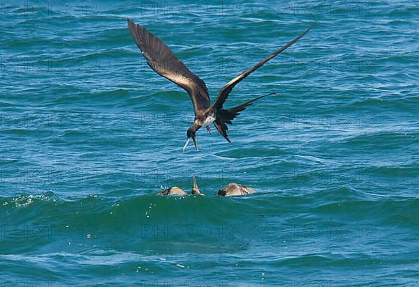 Great Frigatebird