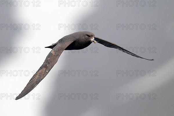 Northern Fulmar