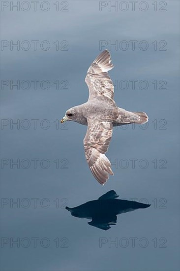 Northern Fulmar