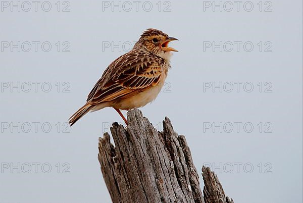 Australasian Lark