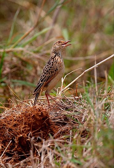 Red-winged Lark