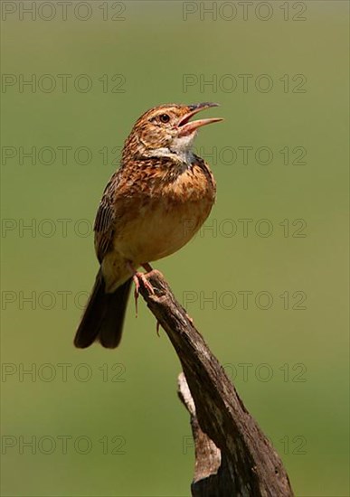 Red-winged Lark