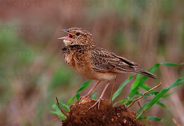 Red-winged Lark