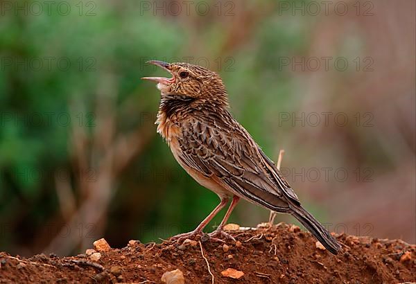 Red-winged Lark