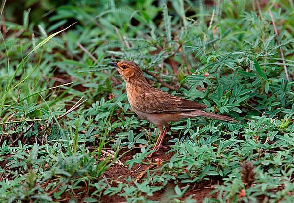 Pink-breasted Lark