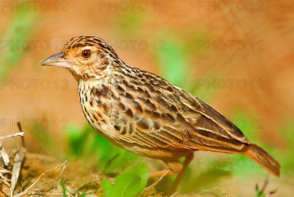 Adult bengal bush lark