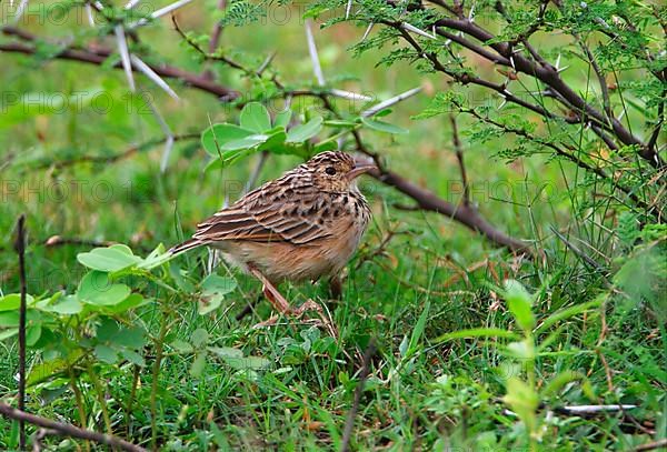 Rufous-winged Lark