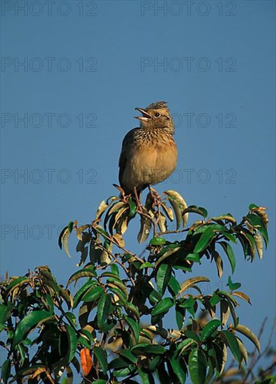 Rufous-naped Lark