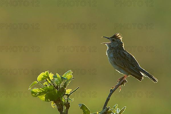 Rufous-naped Lark