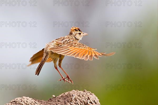 Rufous-naped lark