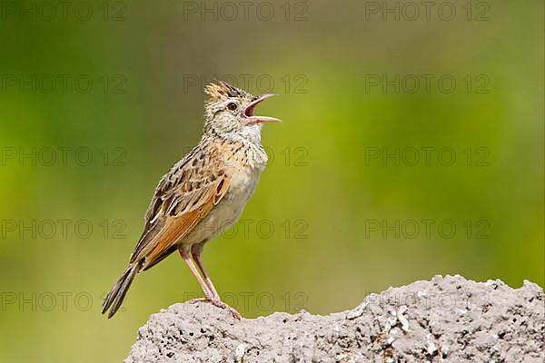 Rufous-naped lark