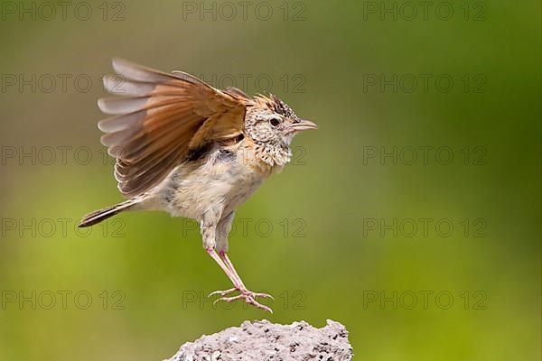 Rufous-naped lark