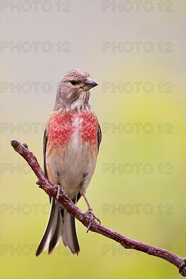 Eurasian Linnet