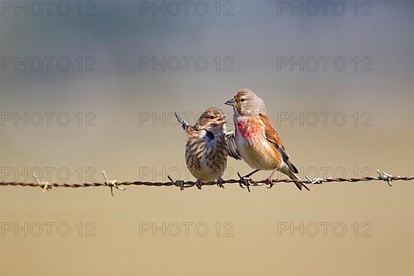 Eurasian Linnet