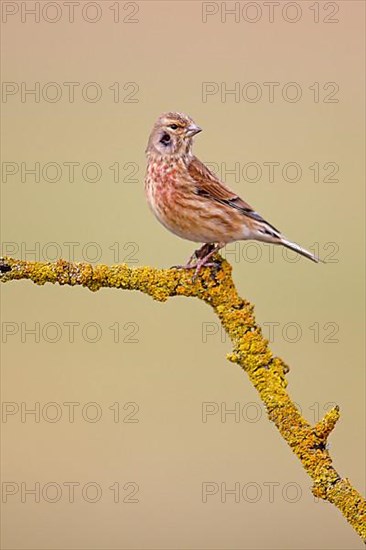 Linnet