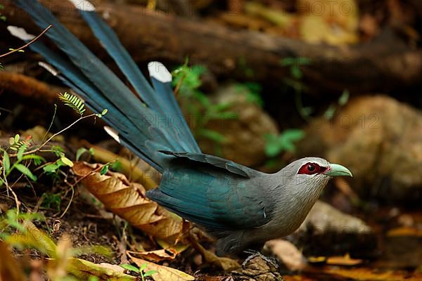 Green-billed Malkoha