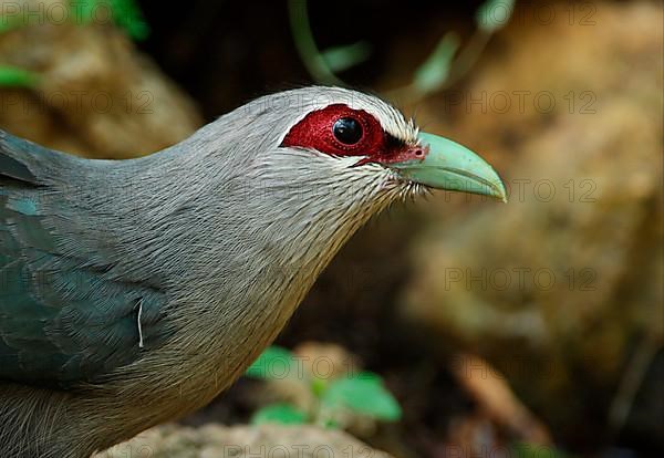 Green-billed Malkoha