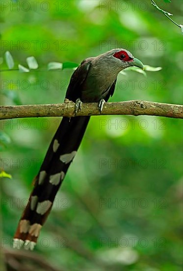 Green-billed Malkoha