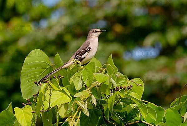 Northern Mockingbird