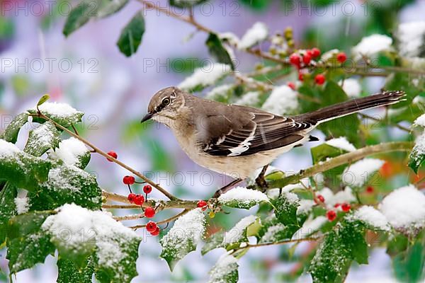 Northern Mockingbird