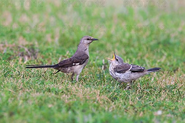 Northern Mockingbird