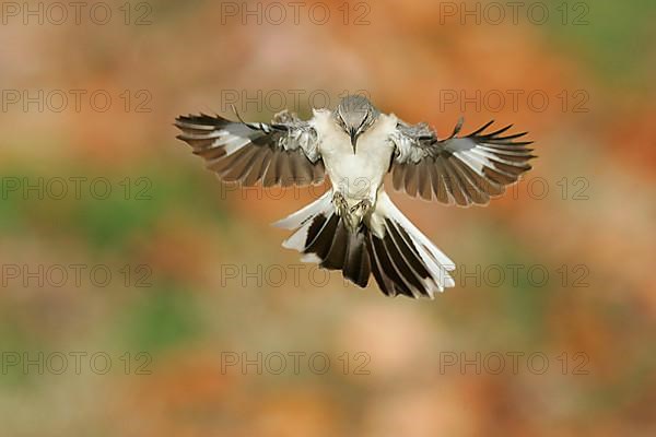 Northern Mockingbird