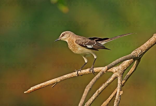 Northern Mockingbird