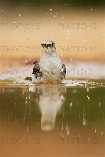 Northern Mockingbird