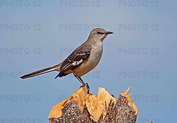 Northern Mockingbird