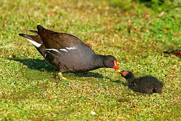 Common common moorhen