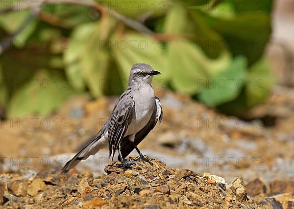 Tropical Mockingbird