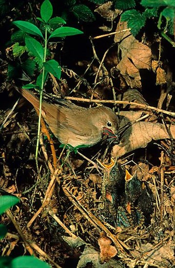 Common nightingale