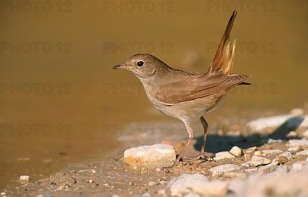 Common Nightingale