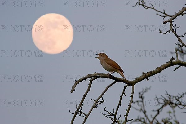 Common nightingale