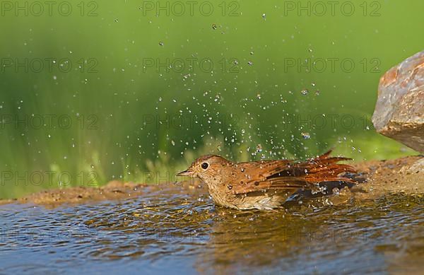 Common Nightingale