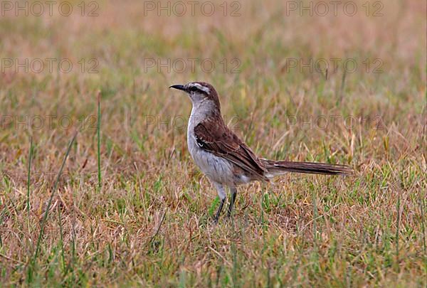 Chalk-browed Mockingbird