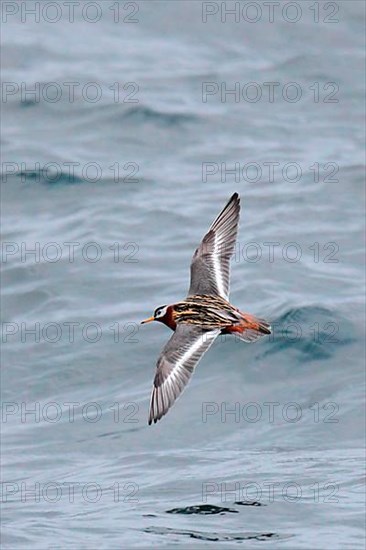 Grey Phalarope