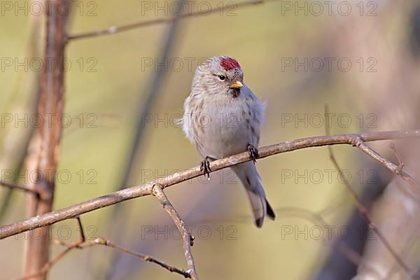 Arctic Redpoll