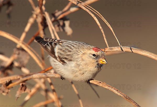 Hornemann's Arctic Redpoll